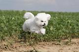 BICHON FRISE 215